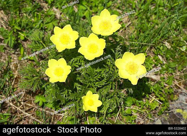 Yellow Alpine cowbell, Pulsatilla alpina subsp. apiifolia, Switzerland, Europe