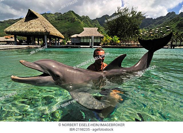 Man with a dolphin, Moorea Dolphin Center, Hotel Intercontinental, Westward Islands, Society Islands, French Polynesia, Pacific Ocean