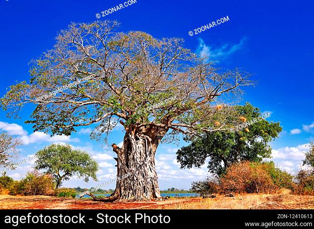 Affenbrotbaum am Abfluss des Malawisee in den Shire, Liwonde Nationalpark, Malawi, (Adansonia digitata) | monkey-bread tree at Shire River