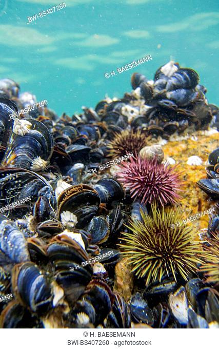Green sea urchin, Northern urchin, Northern sea urchin (Strongylocentrotus droebachiensis), Sea Urchins on Blue Mussel bank, Norway, Troms, Kvaloeya