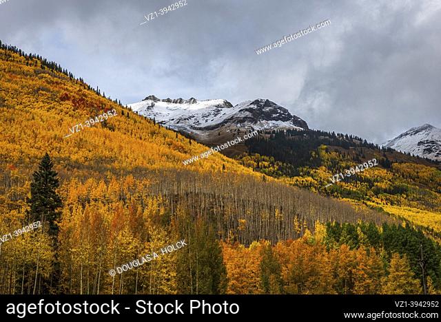 Autumn Bursts of Orange and Yellow San Juan Mountains Ouray Colorado USA