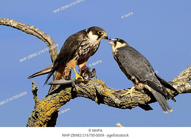 HOBBY Falco subbuteo adult with prey COMMON SWIFT A apus feeding young Lleida, Catalonia Spain