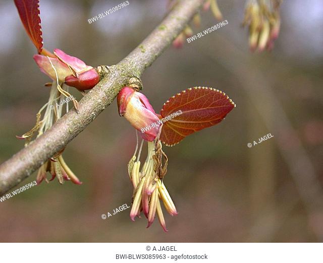 katsura tree Cercidiphyllum japonicum, short shoots with male flowers