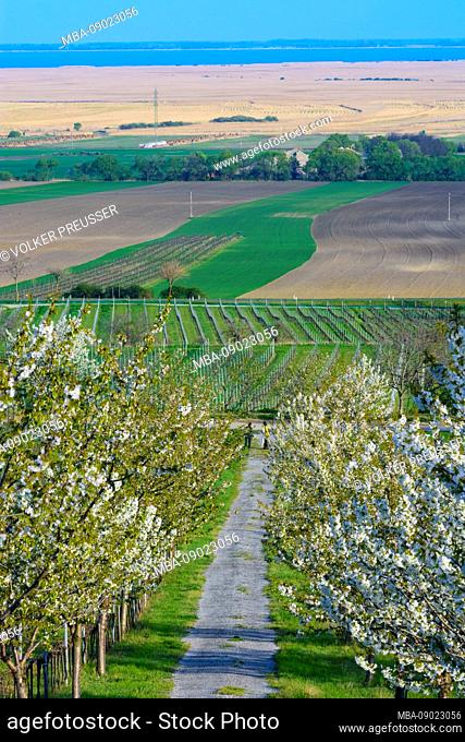 Donnerskirchen: Cherry blossom tree, vineyard, view to Lake Neusiedl in Neusiedler See (Lake Neusiedl), Burgenland, Austria