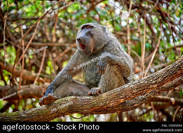 Olive baboon, Papio anubis, Budongo Forest Reserve, Murchison Falls National Park, Uganda, Africa