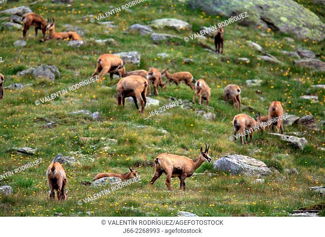herd of chamois (Rupicapra rupicapra) in the National Park Gran Paradiso, Italy