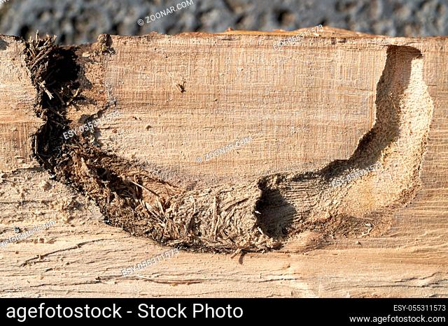 Fraßgang eines Asiatischen Laubholzbockkäfers (Anoplophora glabripennis) im Holz eines Ahornbaumes