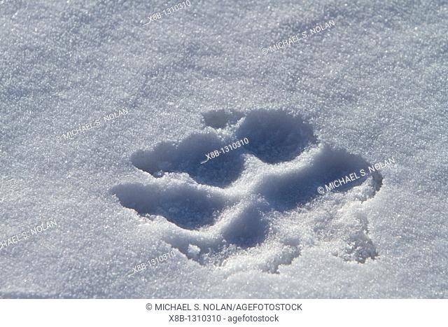 Adult Canadian gray wolf tracks in fresh snow just outside Yellowknife, Northwest Territories, Canada