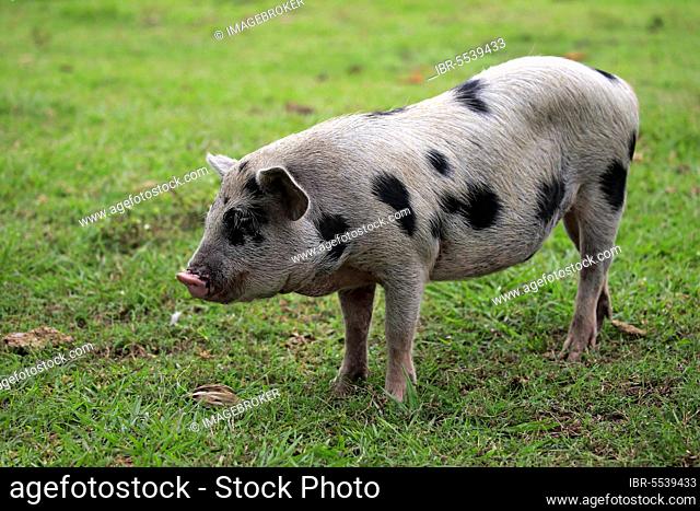 Domestic pig, female, sow, Pantanal, Mato Grosso, Brazil, South America
