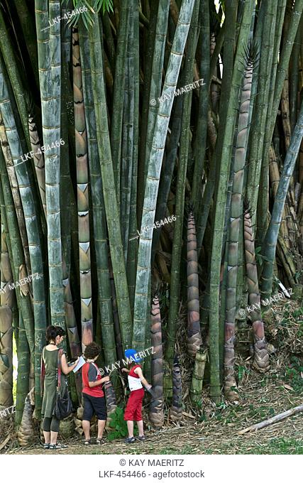 European family, woman with two children in front of giant bamboo, Peradeniya Botanical Garden, Kandy, Sri Lanka, South Asia