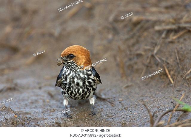 Lesser Striped Swallow, collecting mud, Umfolozi-Hluhluw National Park, South Africa /Hirundo abyssinica