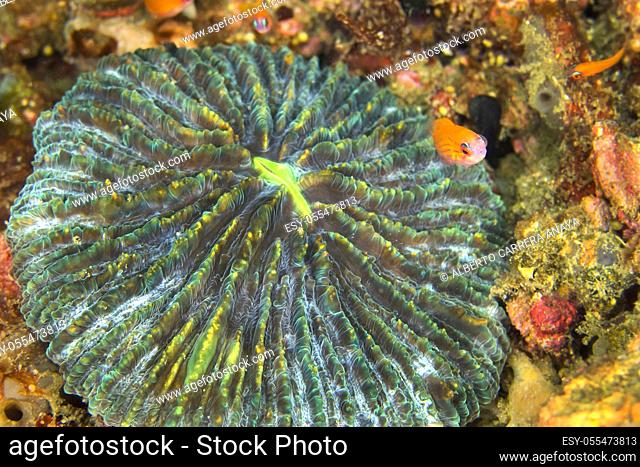 Disc coral, Plate coral, Mushroom Coral, Reef Building Corals, Fungia, Lembeh, North Sulawesi, Indonesia, Asia