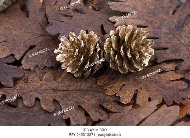 Pine cones placed on a background covered with dry leaves