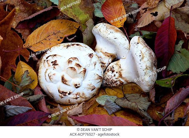 Pine Mushrooms , Matsutake, Wild mushroom, ( Tricholoma (Armillaria) ponderosum ) Autumn harvest, Roberts Creek, Sunshine Coast, B.C