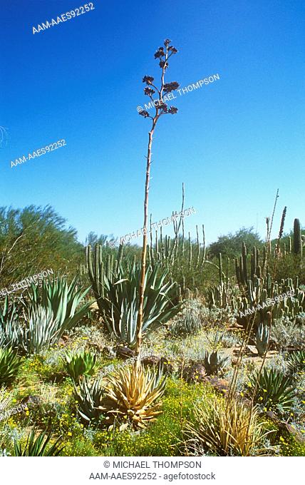 Century Plant (Agave americana) w/ Flower Stalk, dead after blooming, Desert Botanical Garden, Phoenix, Arizona
