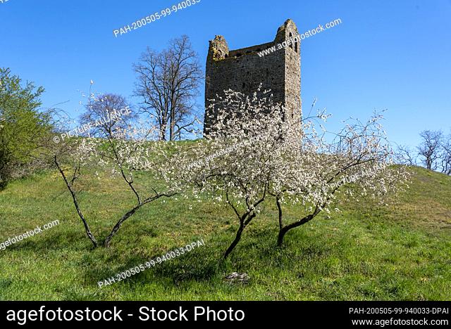 21 April 2020, Saxony-Anhalt, Magdeburg: Rape blossoms in front of the church ruins of Nordhusen near Hundisburg. It is part of the Romanesque street and was...