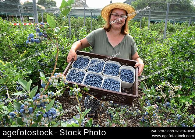 05 July 2022, Saxony, Mörtitz Bei Eilenburg: In her blueberry garden in the small village of Mörtitz near Eilenburg (northern Saxony)