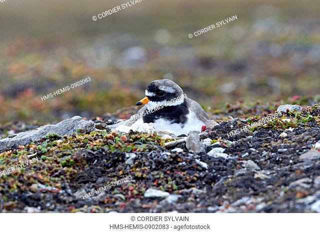 Norway, Svalbard, Spitsbergern, Ny Alesund, Common Ringed Plover or Ringed Plover (Charadrius hiaticula), on the nest