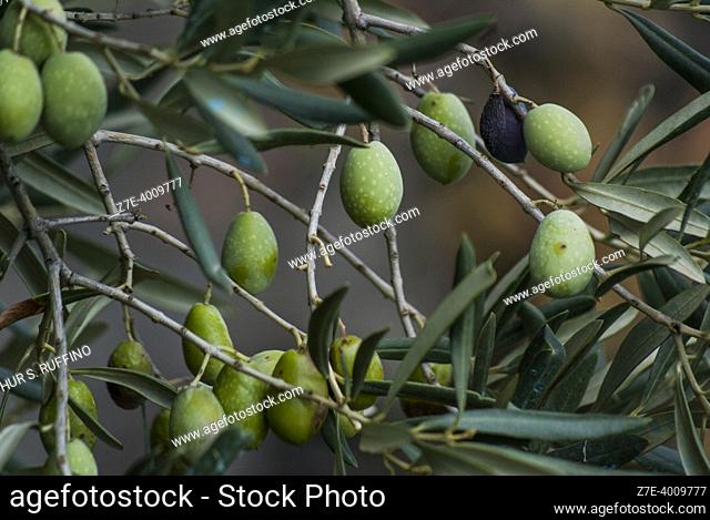 The flora of Sicily: olives (Olea europaea), on a tree. Sicily, Italy