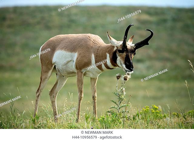 pronghorn antelope, antilocapra americana, Wind Cave, National Park, South Dakota, USA, United States, America, antelope, animal