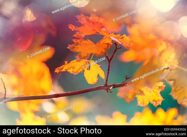 Colorful yellow leaves in Autumn season. Close-up shot. Suitable for background image