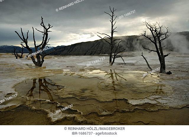 Limestone terraces of Mammoth Hot Springs, Yellowstone National Park, Wyoming, USA, North America