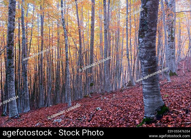 Beech forest in autumn. Trees in the background and a bed of dry red-tinted leaves in the foreground