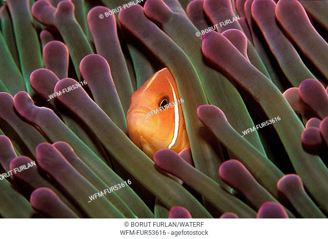 Pink Anemonefish, Amphiprion perideraion, South Pacific, Solomones Islands