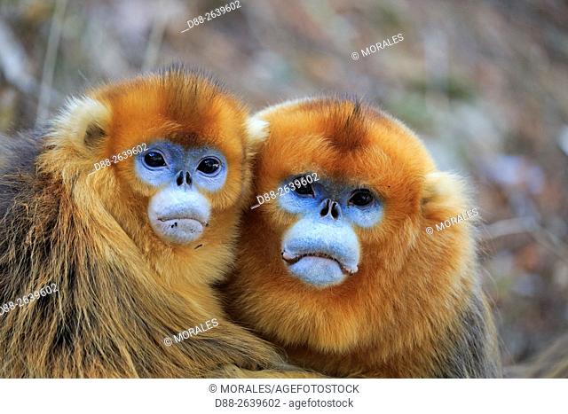 Asia, China, Shaanxi province, Qinling Mountains, Golden Snub-nosed Monkey (Rhinopithecus roxellana),