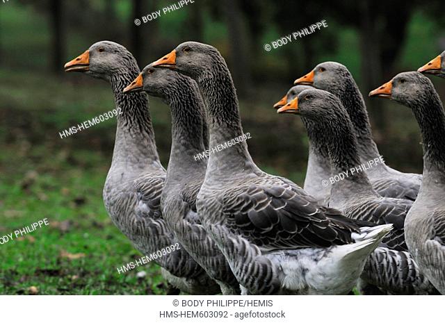 France, Dordogne, Perigord Noir, Tursac, flock of geese in the lashes of Montfort