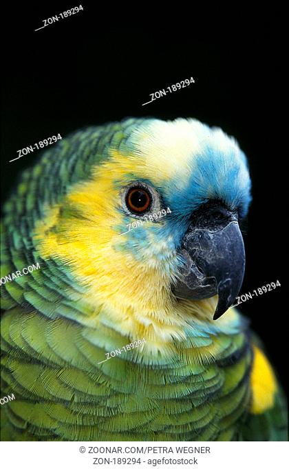 blaustirnamazone, Rotbugamazone, amazona aestiva, blue-fronted parrot, Blue fronted Parrot, Blue-fronted Parrot, Turquoise-fronted Amazon