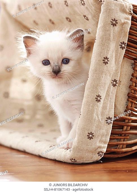 Sacred cat of Burma. Kitten (4 weeks old) siiting in a basket. Germany
