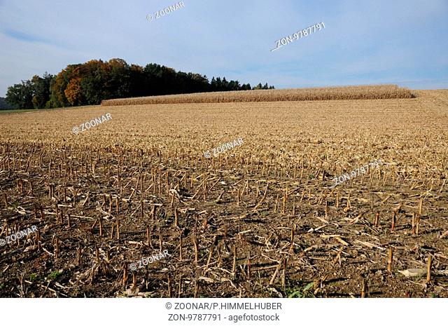 Zea mays, Mais, Maize, Feld nach der Ernte, field after harvesting