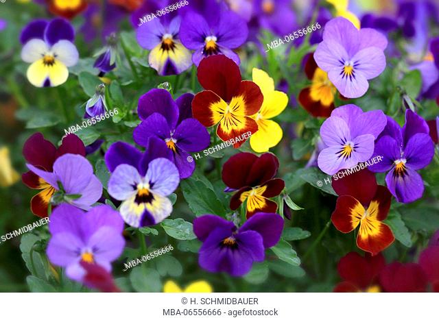 Blossoming pansies in the patch