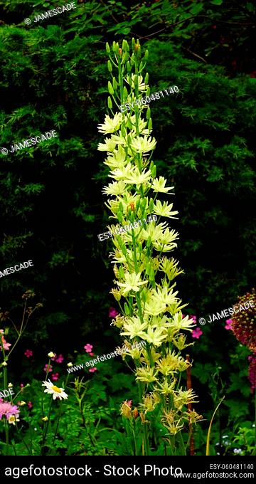 Tall pale yellow flower spike of camassia leichtlinii bulb