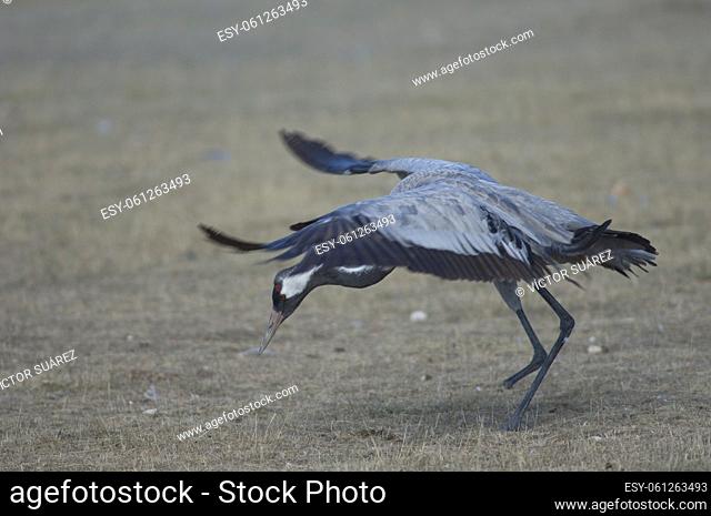 Common crane (Grus grus) without part of one leg searching for food. Gallocanta Lagoon Natural Reserve. Aragon. Spain
