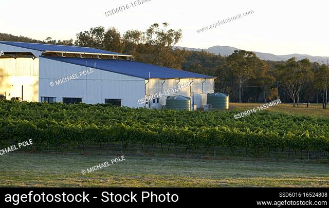 Large Processing Shed in amongst rows of grapevines on Vineyard in early evening