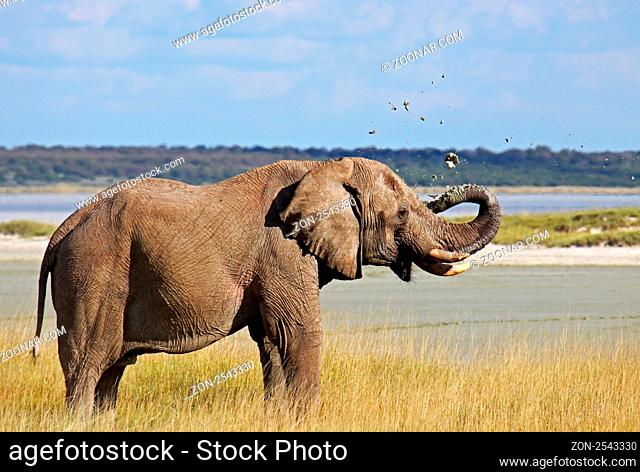 Elefant spritzt Schlamm, Etosha Nationalpark, Namibia; african elephant, Etosha National Park, Namibia