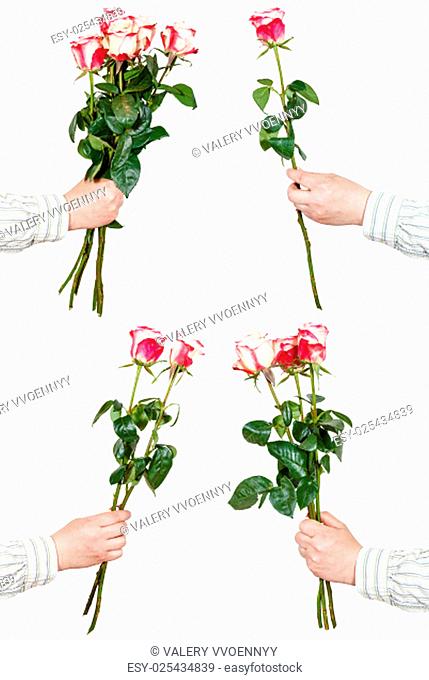 set of pink rose bunches of flowers isolated on white background