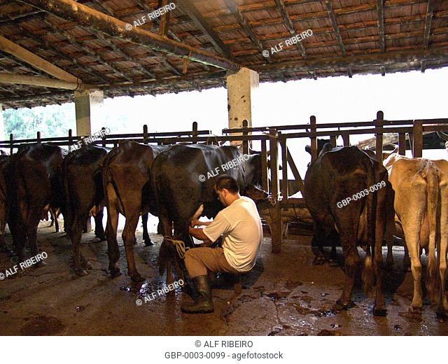 Manual milking, dairy cows, farm, São Francisco Xavier, São Paulo, Brazil