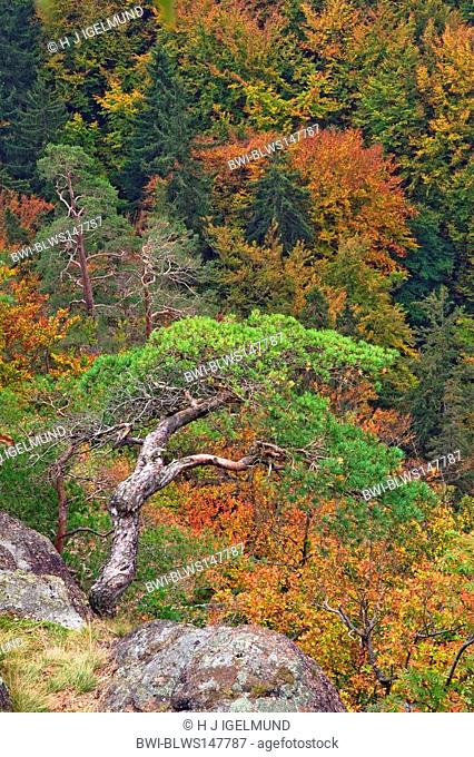 Scotch pine, scots pine Pinus sylvestris, pine with mixed forest, Germany, Saxony-Anhalt, Ilsetal