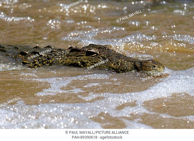 Nile crocodile (Crocodylus niloticus), in water, Kruger National Park, South Africa | usage worldwide. - /South Africa/South Africa