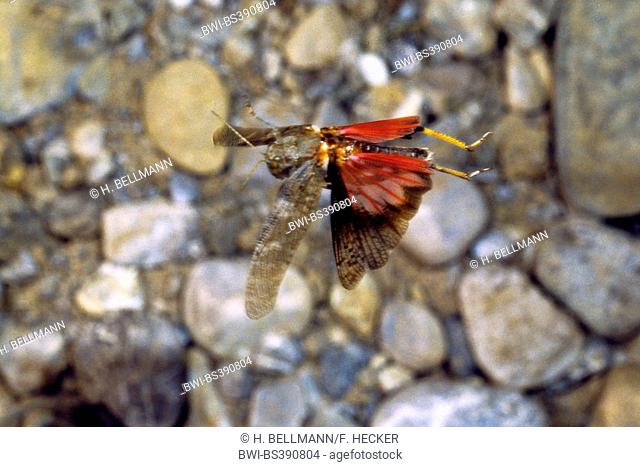 Speckled grasshopper, European Rose-winged Grasshopper (Bryodema tuberculata, Bryodemella tuberculata), flying male, Germany