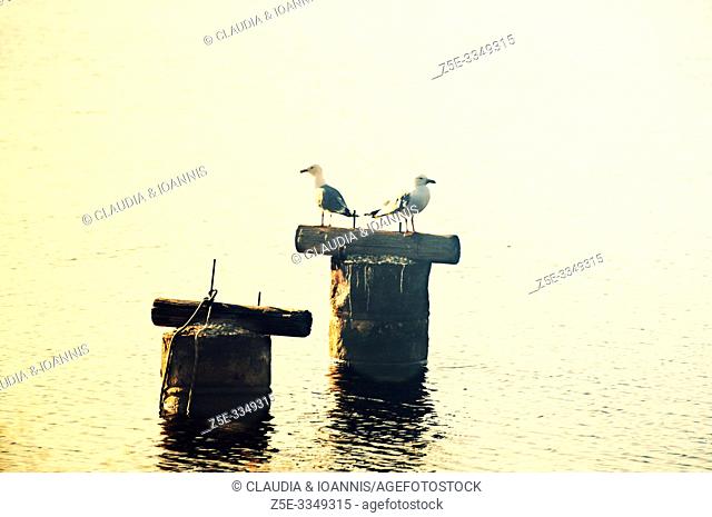 Two seagulls standing on the remains of a jetty