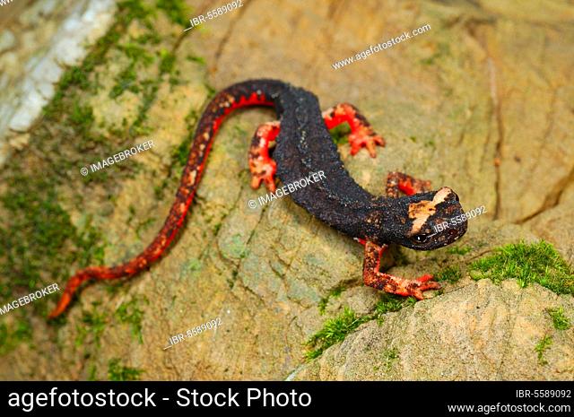 Northern Spectacled Salamander (Salamandrina perspicillata) adult, resting on rock, Italy, Europe