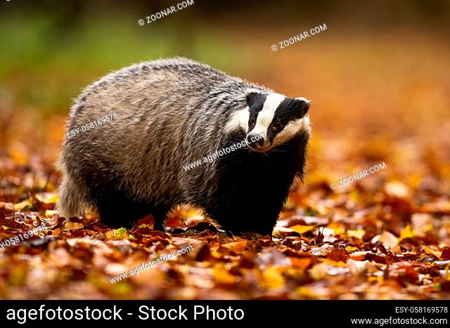 Adorable european badger, meles meles, with black and white stripes on its head standing in the colorful leaves. Adult animal with cute face in the wilderness