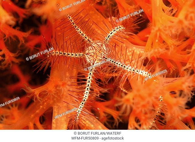 Brittle Star, Ophiothrix spec., Alor, Lesser Sunda Islands, Indo-Pacific, Indonesia