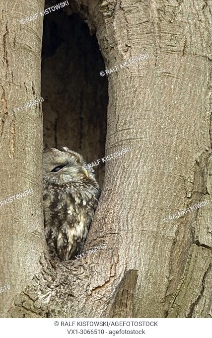 Tawny Owl (Strix aluco) perchend, resting, roosting in its nest hole, watching out of a tree hollow, natural surrounding, wildlife, Europe