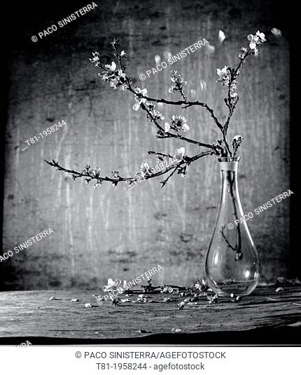 Still life of flowers, ikebana