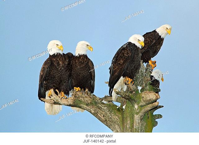 Bald eagles - sitting / Haliaeetus leucocephalus